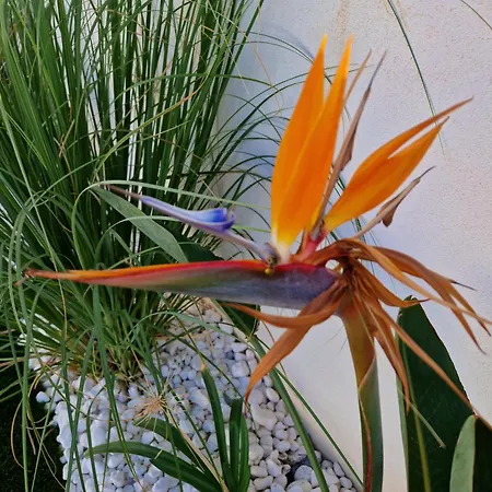 Papillon Capitolo