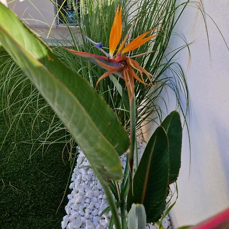 Apartment Papillon Capitolo