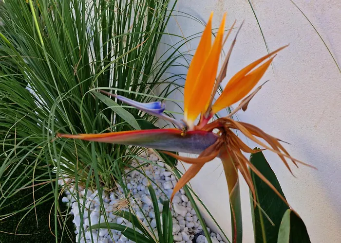 Papillon Capitolo